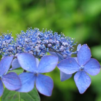 紫陽花