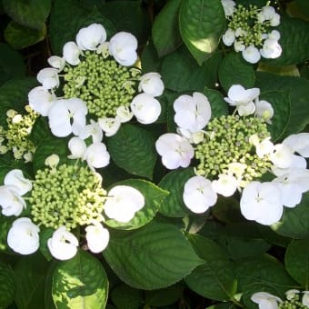 紫陽花の花の色と形ちの違い