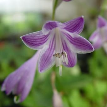 中野山草園の花達