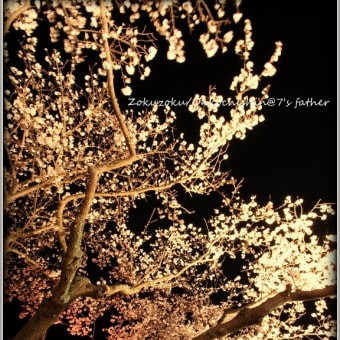 夜桜