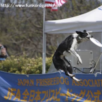 フリスビードック　ファイナル