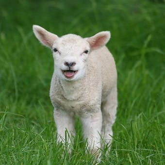 羊飼いの住まいのかたわらで