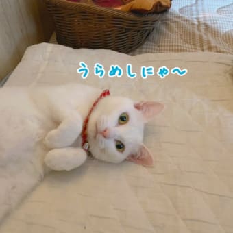 お久しぶりのうらめしにゃ