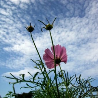 夏雲に誘われて