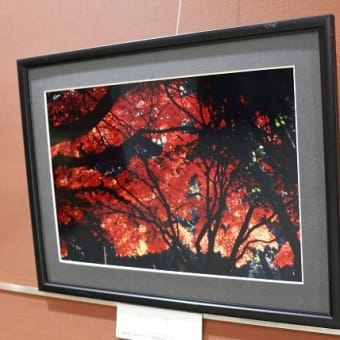 紅葉