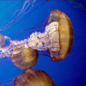 Monterey ・モントレー水族館で