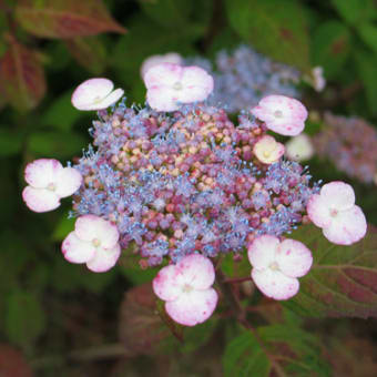 紫陽花