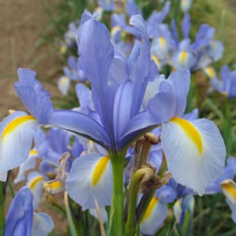 菖蒲・アヤメ？