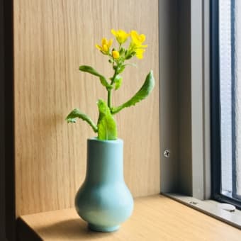カブの花が咲きました