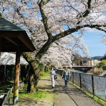 箱根宮城野の早川堤では、桜が見頃を迎えています！箱根を代表する桜の名所です♪