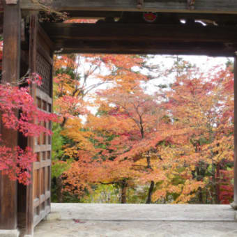 2011年12月3日（土）　二尊院