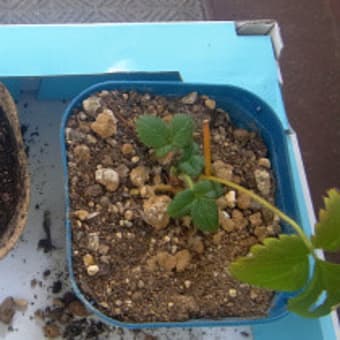 1/9 寄せ植え鉢-C作成：白いイチゴとツタンカーメンのエンドウの苗を植える