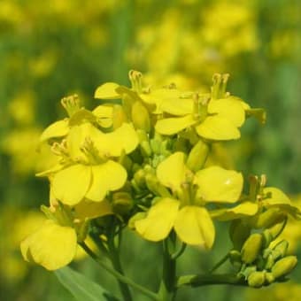 アブラナ・油菜・アブラ菜。。