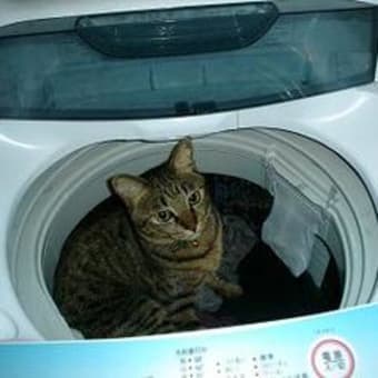 お洗濯？