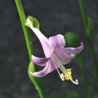 音楽を奏でる花たち