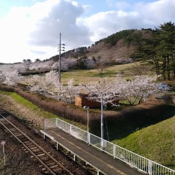 御所の台ふれあいパーク桜開花状況（H29.4.23）