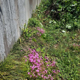 管理地２か所の「境界の雑草除去」