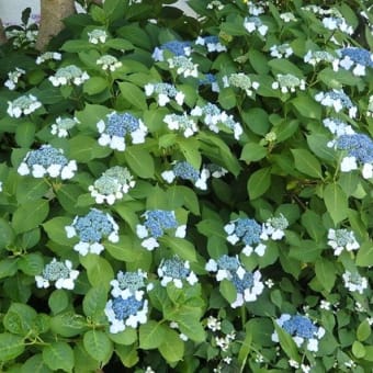 梅雨前に近所の紫陽花一巡り／色も違えば形もちがう