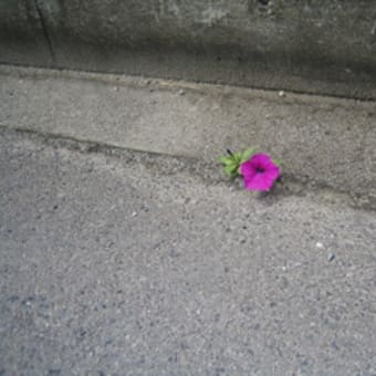 道路に咲く花 庭に咲く花