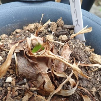 実生アマリリスの花が咲きました！