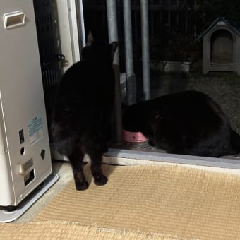 帰って来たら黒猫ダブル