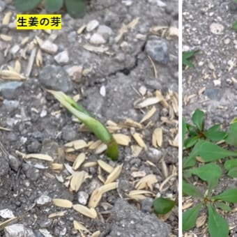 2個目の生姜の芽が出ました　他　20250705