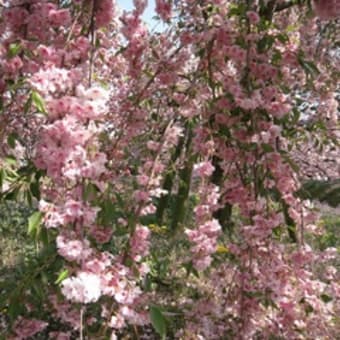 広島造幣局の八重桜