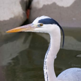 カイツブリたち 三種 - 気楽にとり(鳥＆撮り)歩き