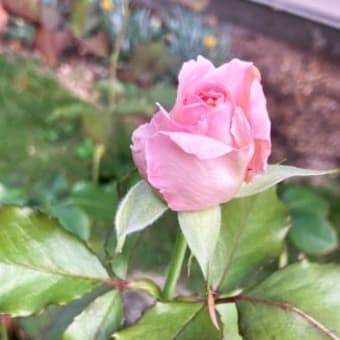 紫陽花が焦げた！