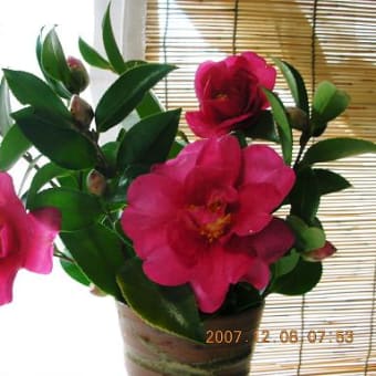 北国に山茶花は咲かないんだね