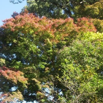 楽書き雑記「東山植物園の紅葉はまだまだ」