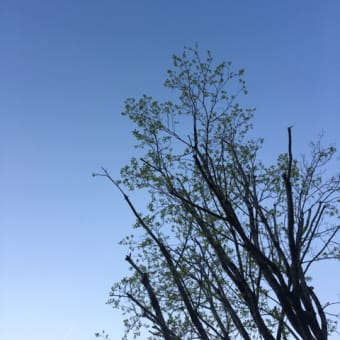 クリスマスローズを庭の片隅に植えました
