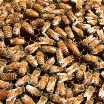ミツバチ大量死  解明の糸口