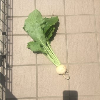家庭菜園5月の収穫