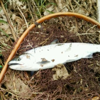 ３月７日の釣果情報
