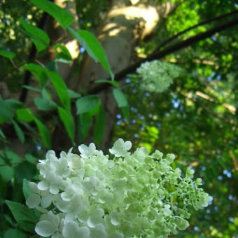 梅雨明けの花　