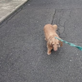 梅雨の晴れ間に散歩🐶