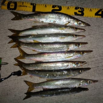 魚入ってきました
