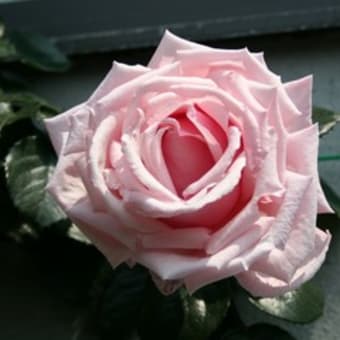 雨にもめげず開花した羽衣とサラバンの競艶
