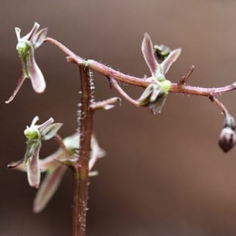 近場で今どきのお花めぐり！（シュンランとヒメフタバラン、ユキヤブケマンと！）