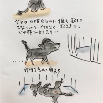 今日の息子犬