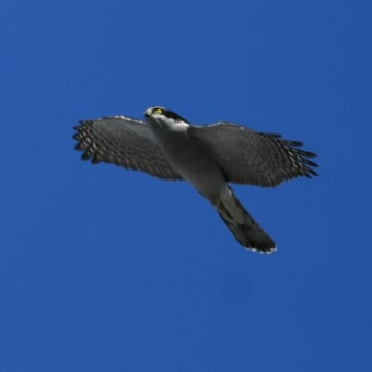 オオタカ・カワセミ♂♀等　2月7日　鶴見緑地