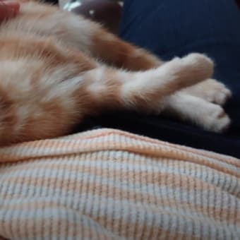 【飼い主とオソロのお洋服】少しずつ飼い主に慣れてきた猫