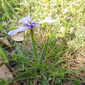 初めて目にする花です