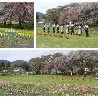 【実施報告】４月２１日（日）戸川公園のチューリップ 