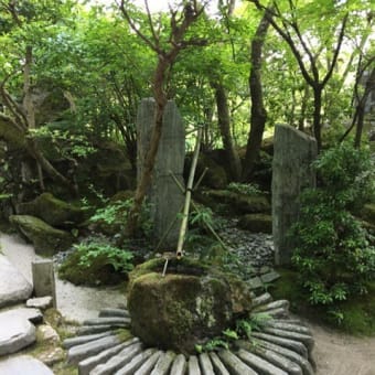 京都 青モミジ100シリーズの宝泉院