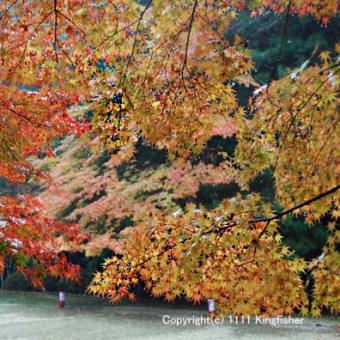 紅葉の神護寺
