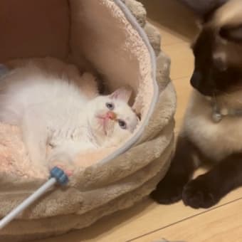 下半身が動かない子猫