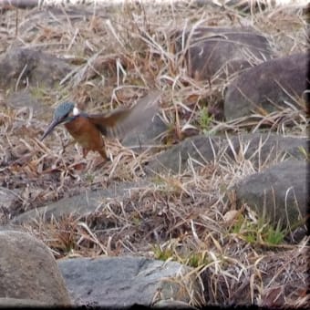 かわせみ　翡翠　知多半島東浦町の鳥　２月 １５日のカワセミ