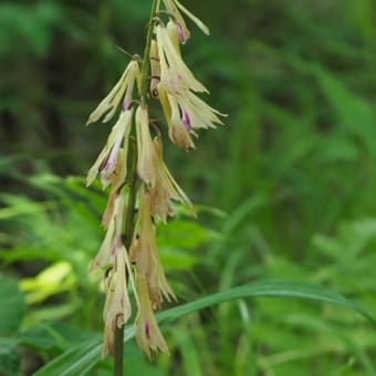 花の端境期の水林自然林には菌従属栄養植物などが（2025.6.8）#1